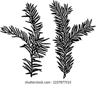 Pine branch Vector illustration, Clip Art, Black and White