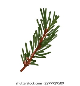 Pine branch in a watercolor style. Vector stock illustration eps10.