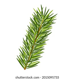 Pine branch in white background. Evergreen forest plants. Vector spruce branch. Realistic spruce in flat style. Natural art decoration. 