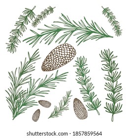 Pine branches for Christmas decorations, set composition banner realistic abstract vector illustration, cones