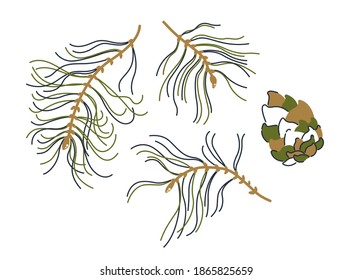 Pine branches and pine cone. Botanical vector illustration.