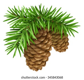 Pine branches with cones. Isolated illustration in vector format