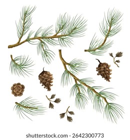 Pine branches and cones isolated. Vector