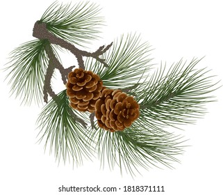 Ramas de pino con conos. naturaleza de invierno con espacio libre para texto navideño. Tarjeta navideña de invierno.  decoración festiva. Eps10