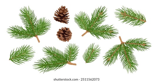 Pine branches from different angles and cones. Hand drawn Christmas decoration isolated on white background. 
