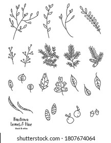 Pine Branches, Leaves, Pinecones, and Foliage Hand Drawn Vector Art Illustration Full Color