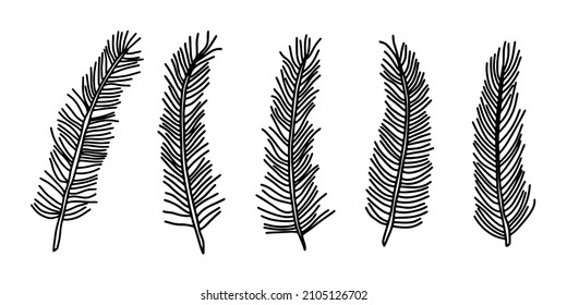 Pine branches. Linear vector illustration.