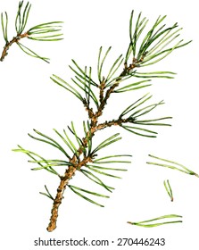 Pine Branches And Needles Drawing By Watercolor, Hand Drawn Vector Illustration