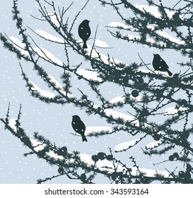 pine branches in the winter