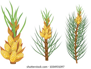 Pine branches with yellow male cones