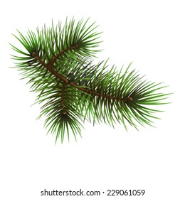 Pine Branch,vector Drawing