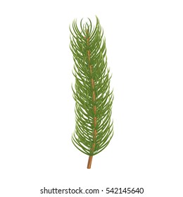 Pine branch.Vector illustration