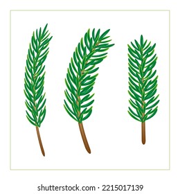 Pine Brunches En Blanco. Tarjeta vectorial de árbol de Navidad. Elementos de navidad de invitación.
