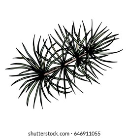 Pine or Cedar Tree Branch. Ink Vector Illustration Isolated On a White Background Doodle Cartoon Vintage Hand Drawn Sketch