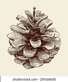pine cone
