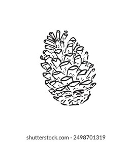 A pine cone in black and white. Inspired by forests, trees and woodland. Drawn by hand in black, line drawn and vectorised. 