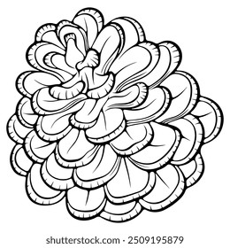 Pine cone. Botanical forest element. Vector illustration in hand drawn sketch doodle style. Line art isolated on white for coloring book, print