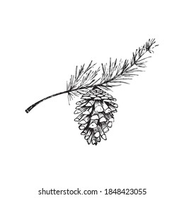 pine cone. Botanical hand-drawn vector illustration. Isolated Christmas cone. engraving. Great for greeting cards, backgrounds, holiday decor