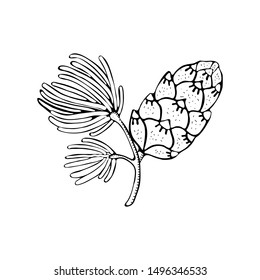Pine cone and branch of fir tree isolated on white background. Hand drawn black and white illustration. Vector vintage black engraving illustration.