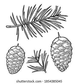 Pine cone and branch of fir tree. Isolated on white background. Vector vintage black engraving illustration.