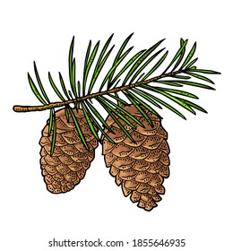 Pine cone and branch of fir tree. Vector vintage black engraving illustration. Isolated on white background.