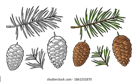 Pine cone and branch of fir tree. Isolated on white background. Vector vintage color engraving illustration.