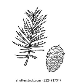 Pine cone and branch of fir tree. Vector vintage black engraving illustration. Isolated on white background.