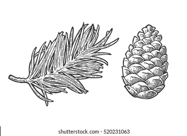 Pine cone and branch of fir tree. Isolated on white background. Vector vintage black engraving illustration.