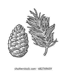 Pine cone and branch of fir tree. Isolated on white background. Vector vintage color engraving illustration.
