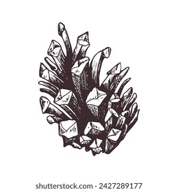 Pine cone is brown. Graphic botanical illustration hand drawn in brown ink. Isolated object