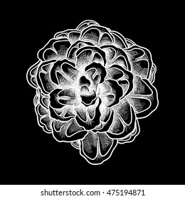 Pine cone of cedar spruce fir tree. Hand drawing vector illustration. Pinecone on black bacground.