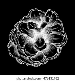 Pine cone of cedar spruce fir tree. Hand drawing vector illustration. Pinecone on black background.