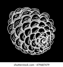 Pine cone of cedar spruce fir tree. Hand drawing vector illustration. Pinecone on black bacground.