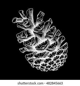 Pine cone of cedar spruce fir tree. Hand drawing vector illustration. Pinecone on black bacground.