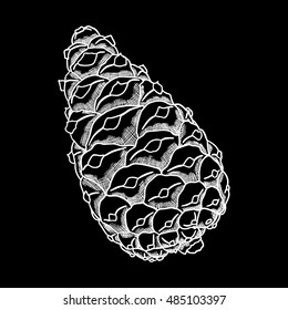 Pine cone of cedar spruce fir tree. Hand drawing vector illustration. Pinecone on black bacground.