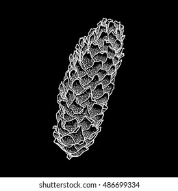 Pine cone of cedar spruce fir tree. Hand drawing vector illustration. Pinecone on black bacground.