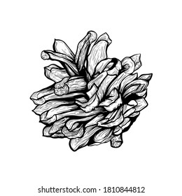 Cono de pino. Decoración de árboles de Navidad.  Un cono de pino. Ilustración del vector botánico dibujada a mano. Elementos de diseño para invitaciones, decoración de vacaciones, tarjetas de felicitación, impresiones, impresión