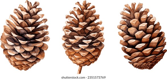 Pine cone clipart, isolated vector illustration.