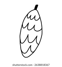Pine cone in cute cartoon doodle style, vector illustration isolated on white background. Hand drawn pine cone in outline.