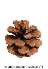 pine cone dry in winter 