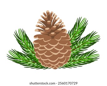 Pine cone with fir branches isolated on white background. Vector illustration