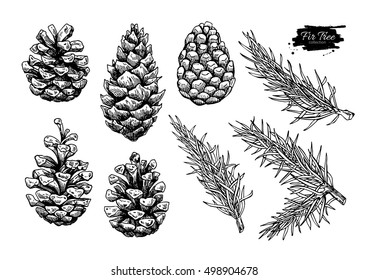 Pine cone and fir tree set. Botanical hand drawn vector illustration. Isolated xmas pinecones. Engraved collection. Great for greeting cards, backgrounds, holiday decor