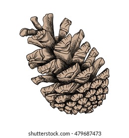 Pine cone, hand drawing in color pinecone with open scales