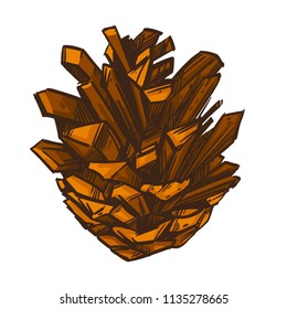 Pine cone in hand drawn, sketch style. Vector illustration isolated on white background.