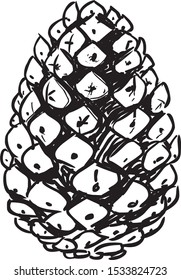 Pine cone hand drawn vector illustration
