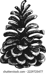 Pine cone, hand drawn vector image. Pine cone for decoration of Christmas and New Year banners, cards or nature backgrounds