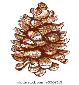 Pine cone Illustration Doodle