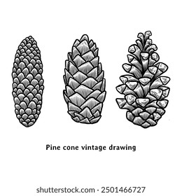 Kiefernzapfen-Illustration. Kiefernkonuszeichnung im Vintage-Gravierstil. Handgezeichnete Pinecone-Illustration. Koniferendarstellung