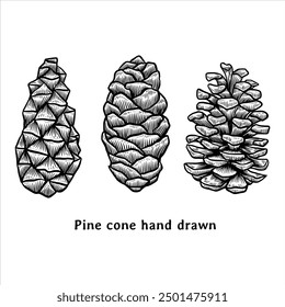 Kiefernzapfen-Illustration. Handgezeichnete Pinecone-Illustration. Kiefernzapfen Vintage-Zeichnung im Gravierstil. Koniferendarstellung