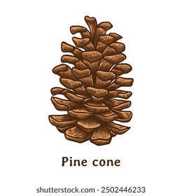 Pine cone illustration. Pinecone hand drawn illustration in vintage engraving style. Pine cone drawing. Conifer cone illustration